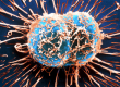 بهداشتیها در هفته مبارزه با سرطان